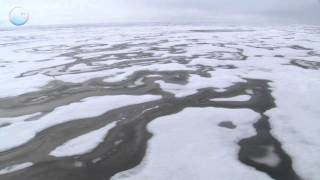 北極海の環境破壊とペンギン