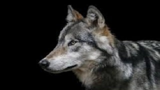 犬の習性とオオカミとの違い